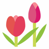 cropped tulip.png